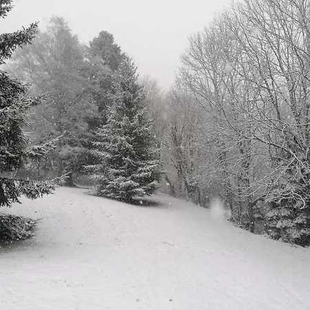 Perce-neige *
